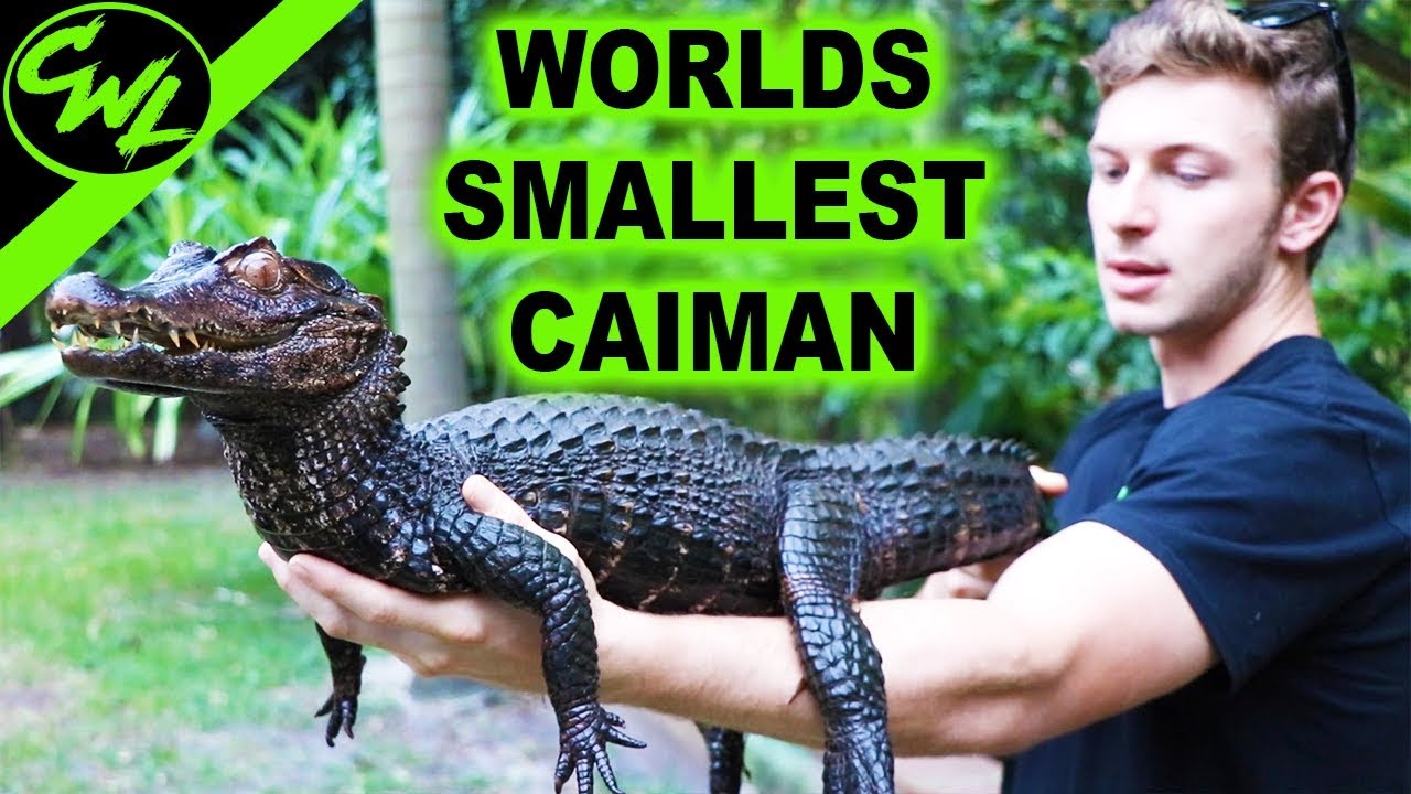 WORLD'S SMALLEST CAIMAN