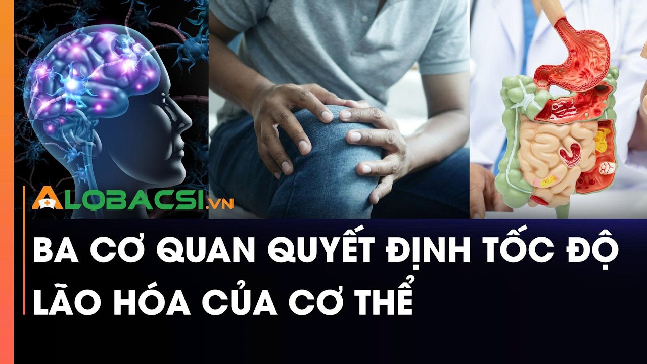Ba cơ quan quyết định tốc độ lão hóa của cơ thể