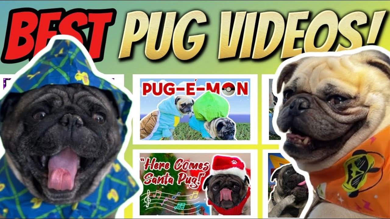 The BEST Pug Videos of the Last 2 Years!! (Cute & Funny Pug Compilation)
