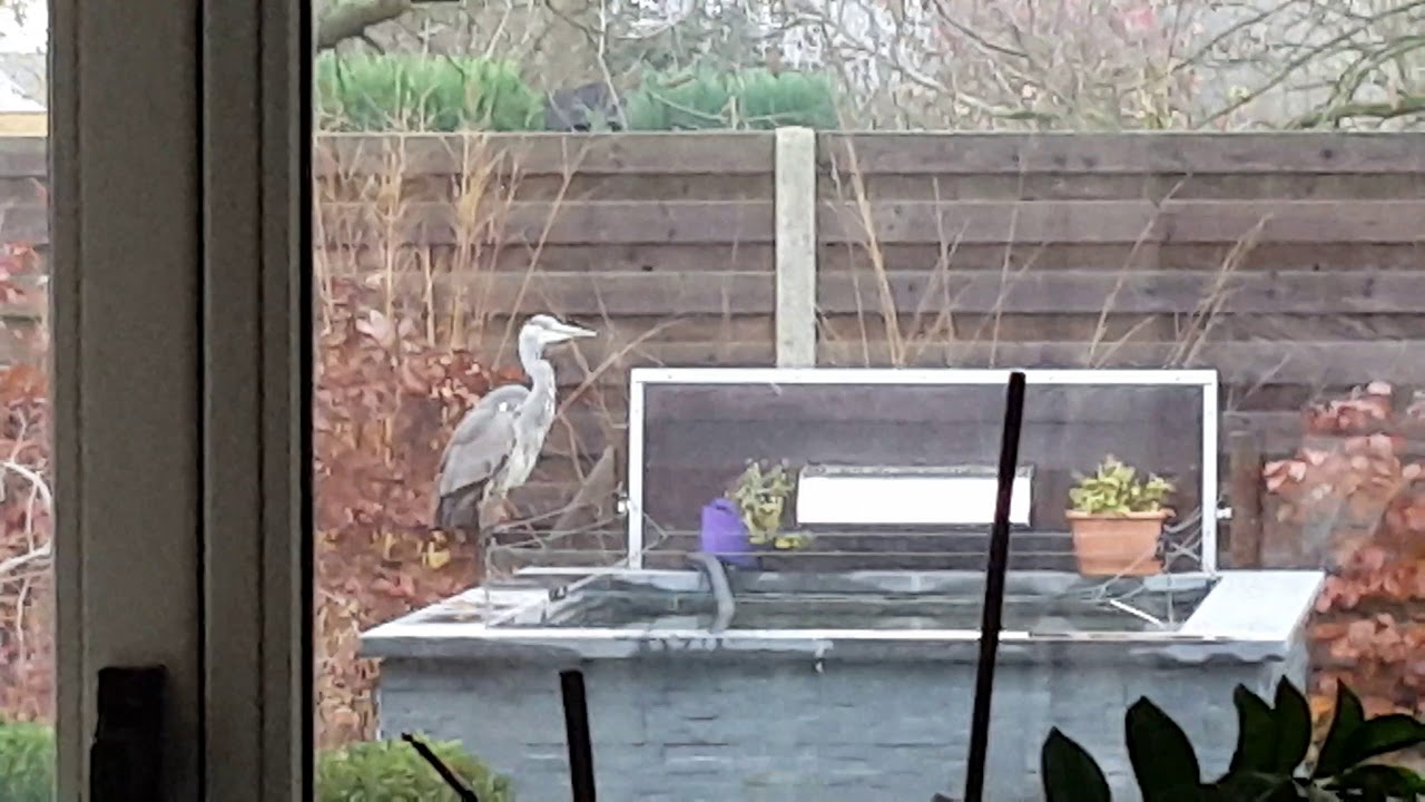 Reiger en schrikdraad