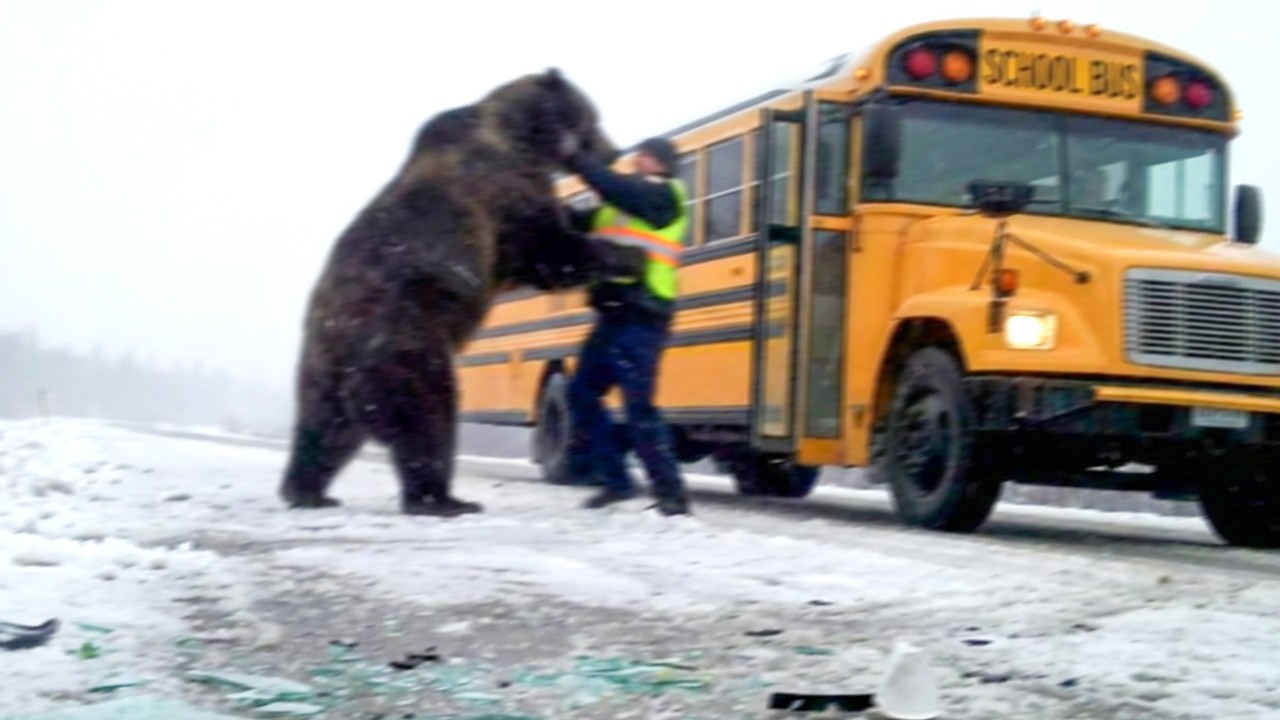 Grizzly Bear Attacks School Bus on December 7th, 2025