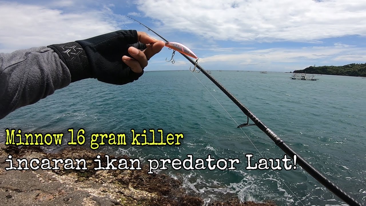Minnow 16 gram killer Terbukti di sukai ikan Predator Laut | Casting Fishing.