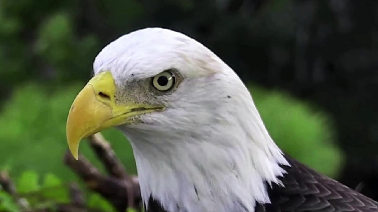AEFN NEFL Eagles~  Samson visit his nest~6:20 p.m. 2022/9/01