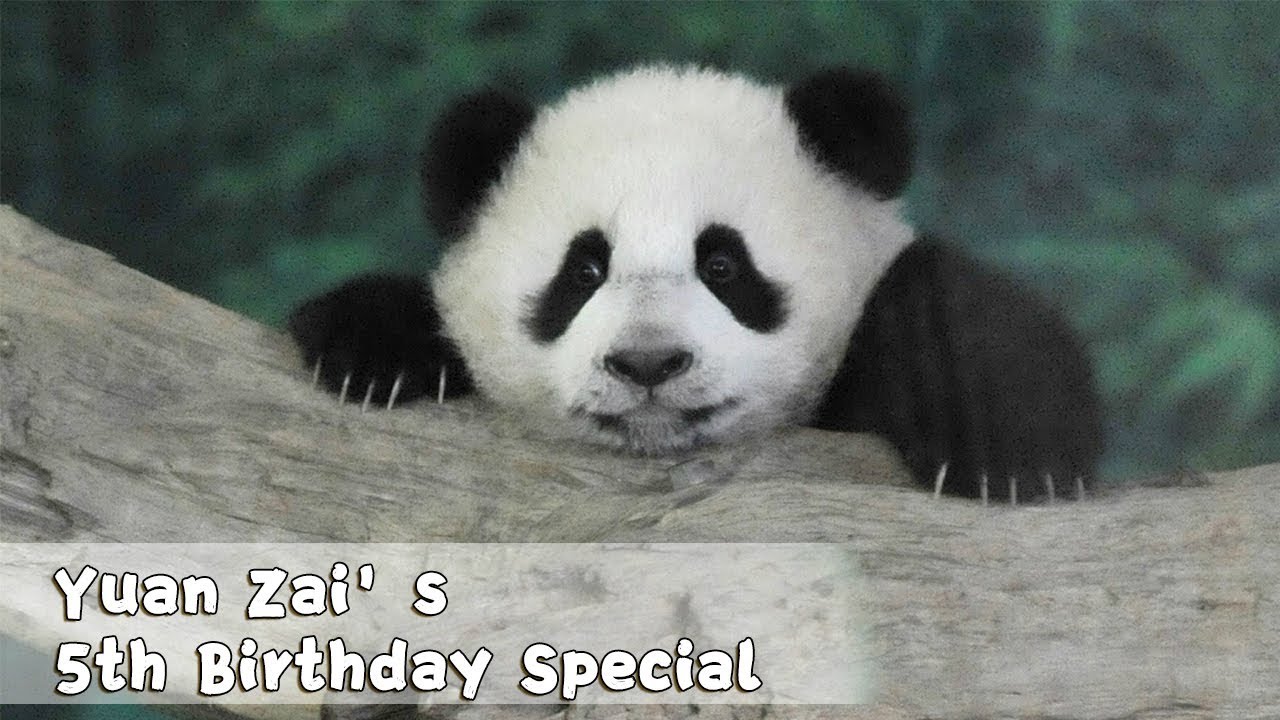 【Yuan Zai Special】Yuan Zai's 5th Birthday Diary | iPanda