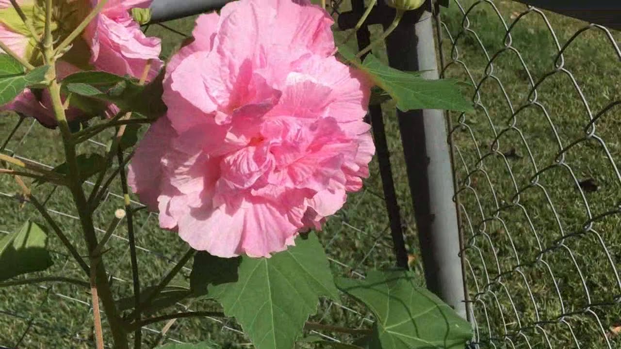 NEARING 500 SUBSCRIBERS - HOW BIG CAN A CONFEDERATE ROSE GROW? PLEASE LIKE AND SUBSCRIBE.