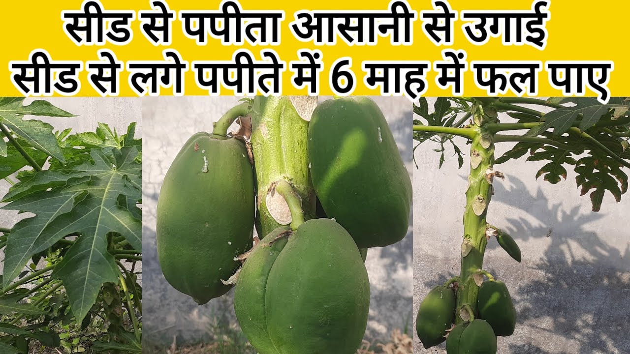 सीड से पपीता आसानी से उगाये || 6 माह के भीतर फल पाने की केयर टिप्स सम्पूर्ण जानकारी ||