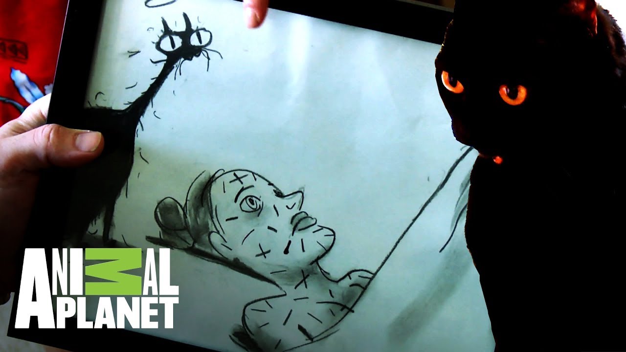 ¡Al gato Freddy Krueger no le gusta ser tocado! | Mi gato endemoniado | Animal Planet