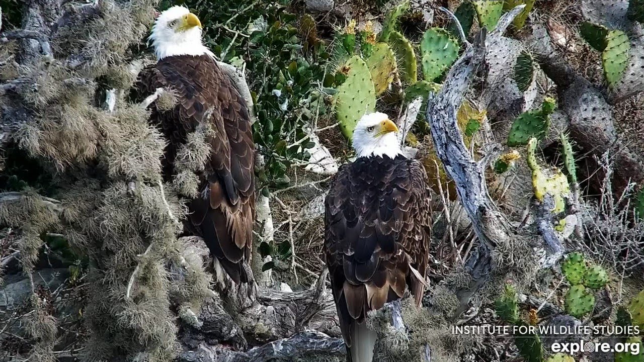 Two Harbors Eagles🦅Cholyn & Chase Perch Potatoes💞In Charge of Their Eagle Eden🌅explore.org|2025-7-25