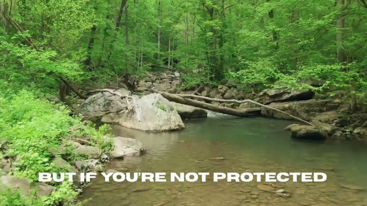 Humane Wildlife Removal | Alpha Wildlife