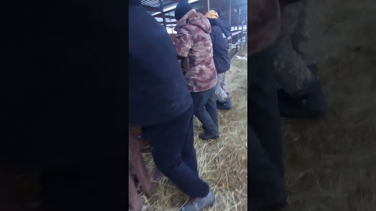 Узынагаш мал базары 
