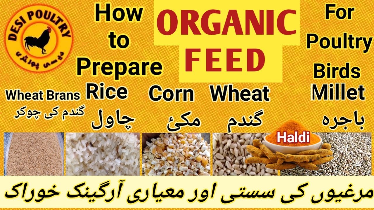 Organic HomeMade Poultry Birds Feed | Easy&Simple Procedure | Poultry Feed Formula By Desi Poultry