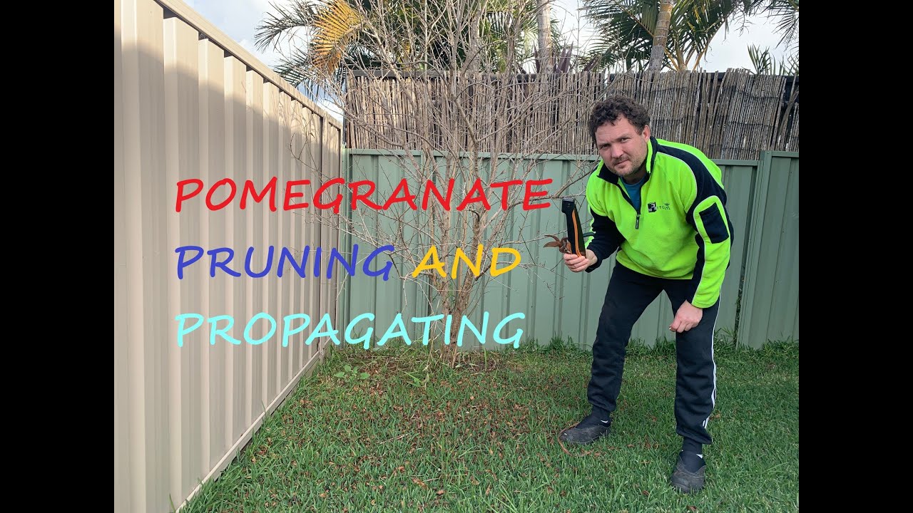 Pomegranate tree pruning and propagating small Wollongong garden