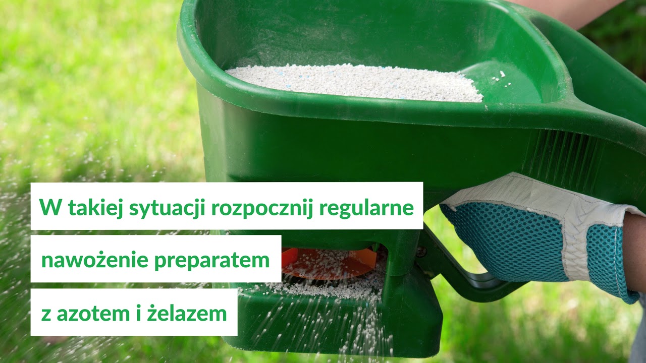 Jak zlikwidować ż&oacute;łte plamy z trawnika?