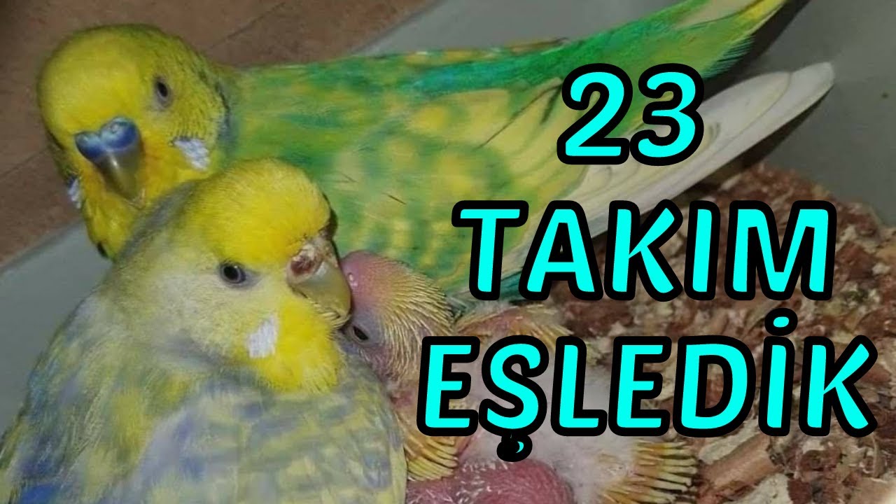 23 TAKIM KUŞ EŞLEDİK ‼🤩 EŞLERİ DEĞİŞTİRDİK BAKALIM NE ÇIKACAK❓ 🥰