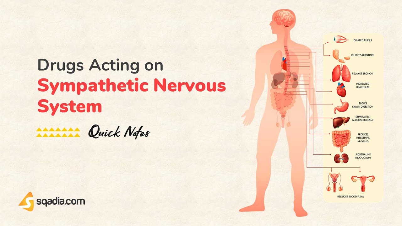 Drugs Acting on Sympathetic Nervous System | Introduction