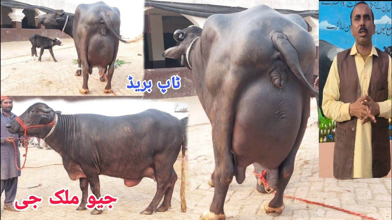 ملک محمدنوازوٹو613گ ب | 6بھینسیں برائے فروخت23مارچ Neli Ravi Buffaloes for Sale on  Eitfaaq Tv