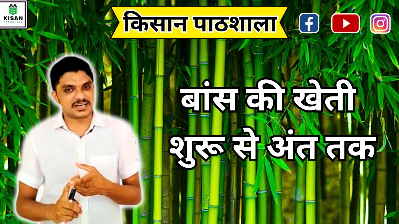 1082 - Bamboo Farming बांस की खेती शुरुवात से अंत तक  किसान पाठशाला BalramKisan Bkisan FPC