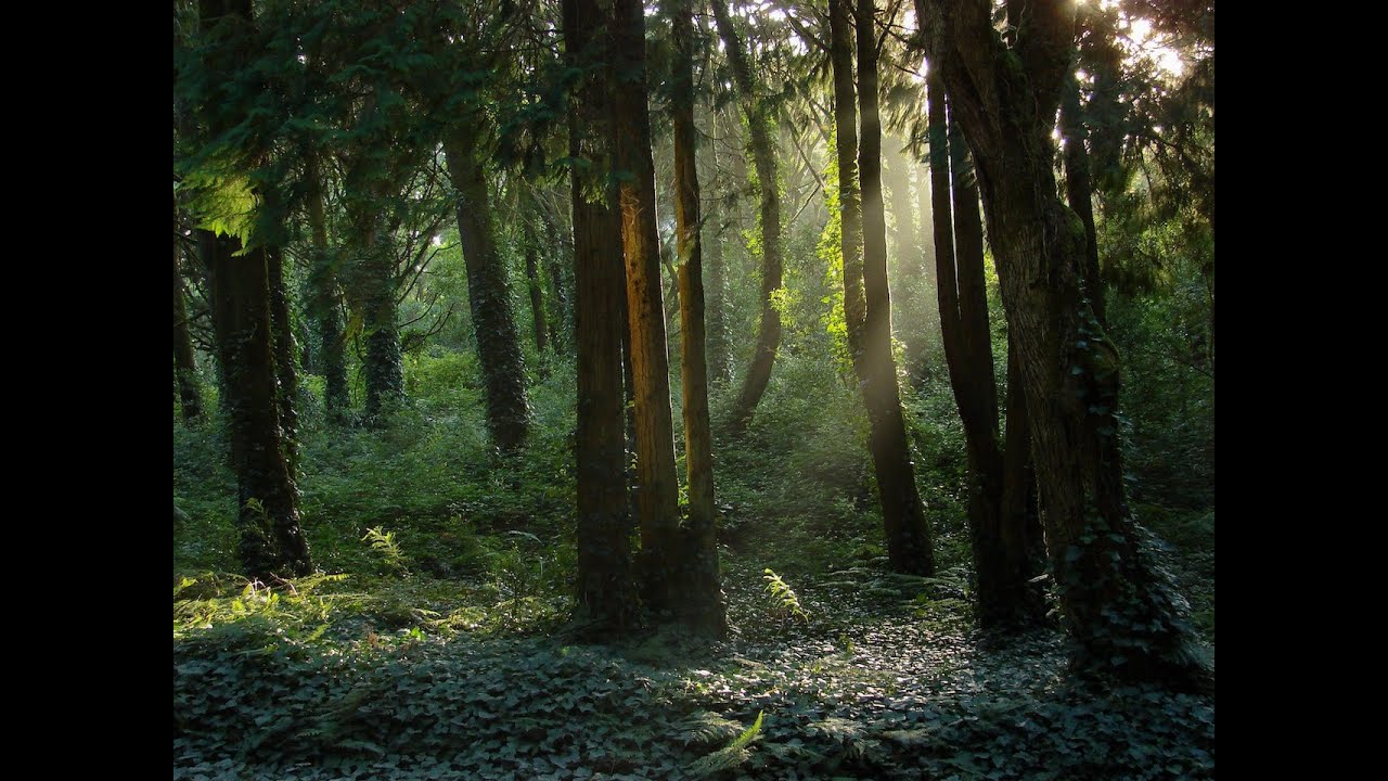 En Mi Sagrado Lugar (My Own Sacred Grove, SPANISH Music Video)