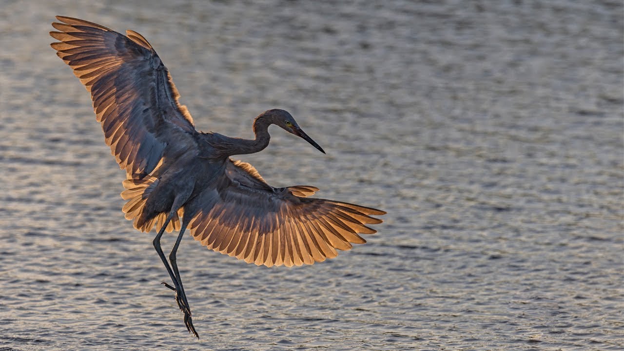 Nikon Z7 Bird In Flight with FTZ Nikkor 200-500mm & Nikon 500m F4 First Day Impressions.