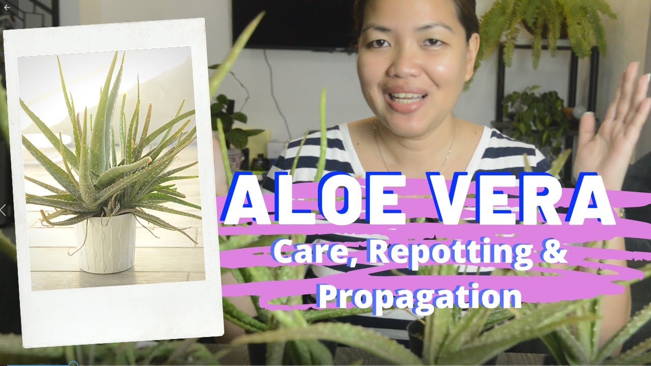 Aloe Vera | Care, Repotting & Propagation | EP 17