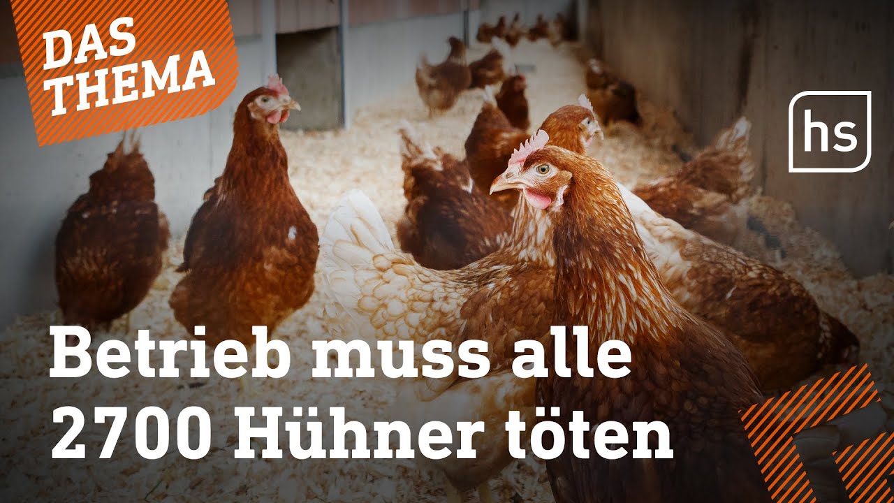 Wann die Vogelgrippe auch f&uuml;r uns zur Gefahr wird |&nbsp;hessenschau DAS THEMA