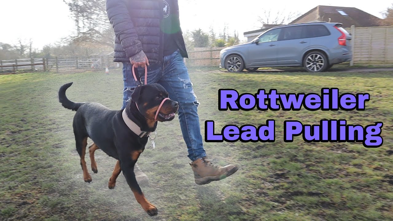 Rottweiler Lead Pulling - Teaching To Walk Nicely On The Lead
