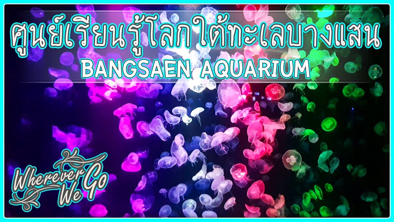 [ENG SUB]: BANGSAEN AQUARIUM | ศูนย์เรียนรู้โลกใต้ทะเลบางแสน | เที่ยวชมโลกใต้ทะเลในราคาเพียง 80 บาท