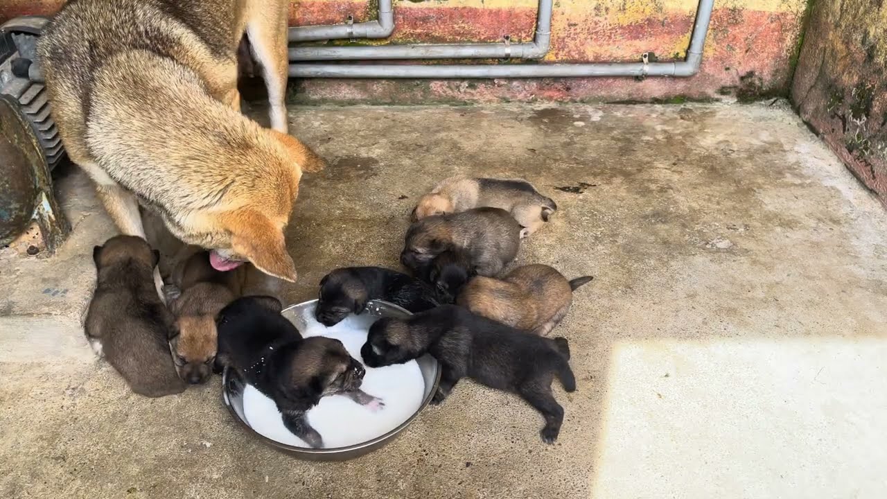 Newborn Puppies Are Finally Learning to Drink Milk 🐶🥛