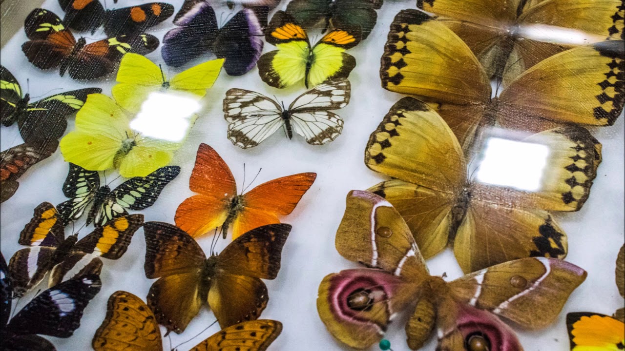 Midland Entomological Fayre