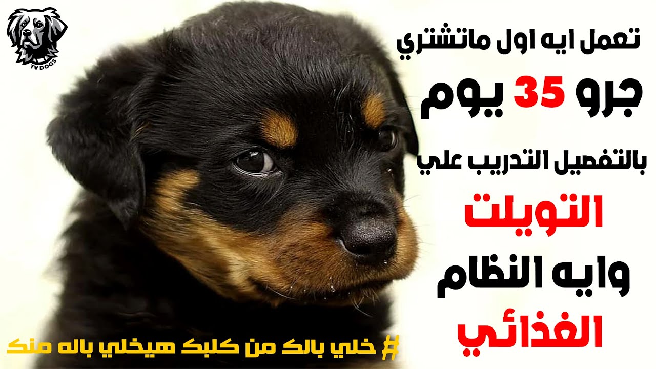 تعمل ايه اول ماتشتري جرو جديد  الجزء الاول/ التدريب علي التويلت /التدريب علي امر المنع سامر غازي