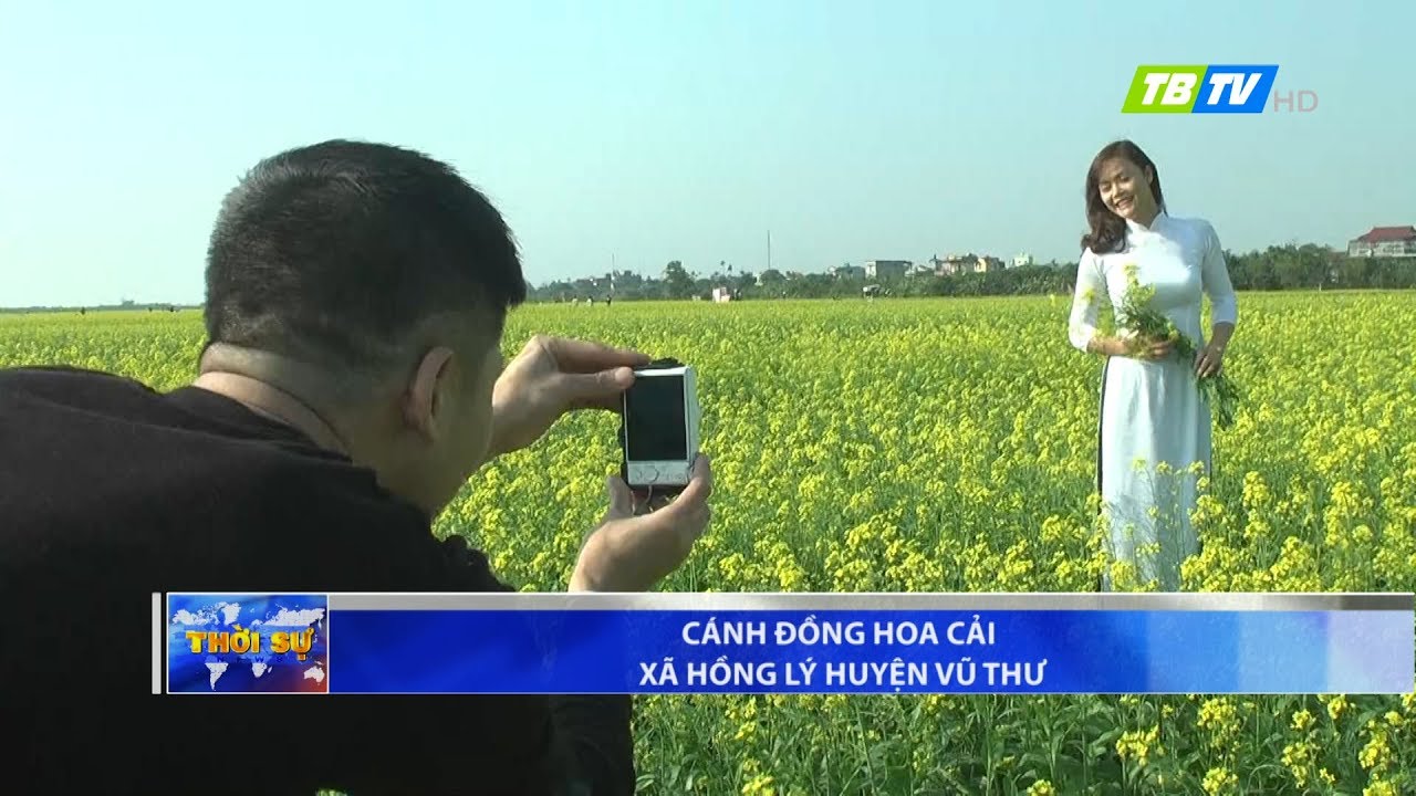 Cánh đồng hoa cải xã Hồng Lý huyện Vũ Thư - Thái Bình TV