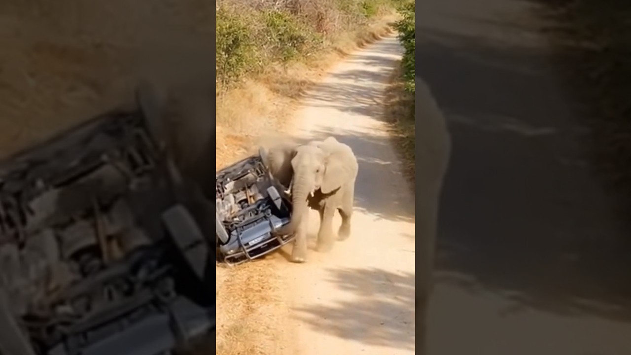 😱 Elephant Flips Car in Jungle | Shocking CCTV Moment 🐘🚗