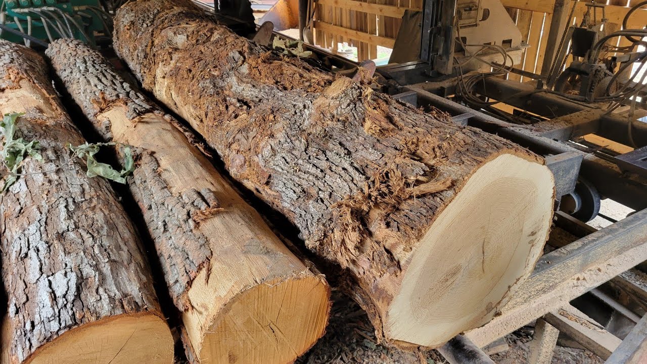 Sawing some oak on Tuesday afternoon  #60