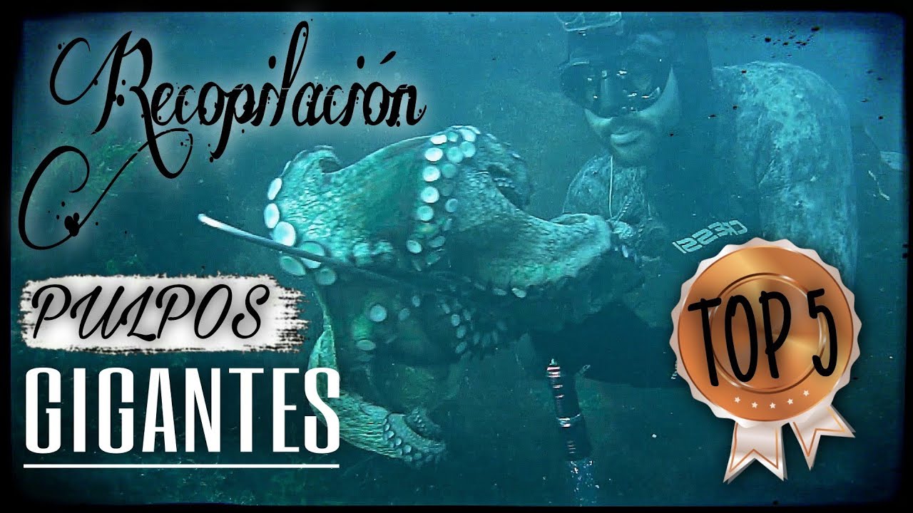 Recopilación de pesca PULPOS GIGANTES🐙Pesca submarina GALICIA🔱GIANT OCTOPUS Spearfishing