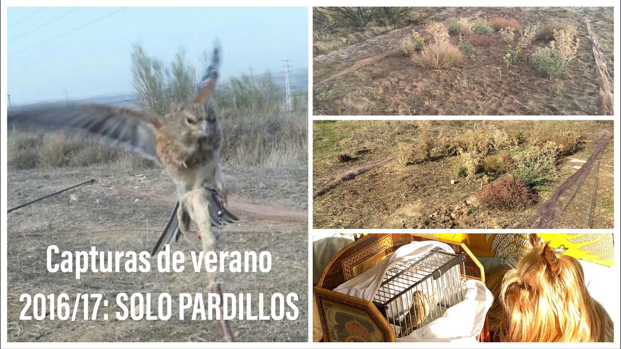 Recuerdos de capturas de Pardillos con red abatible