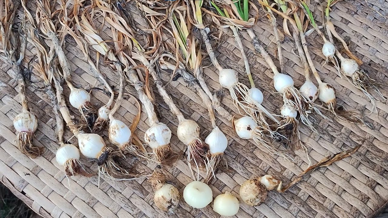 is Growing Garlic worth it? 🤷&zwj;♂️
