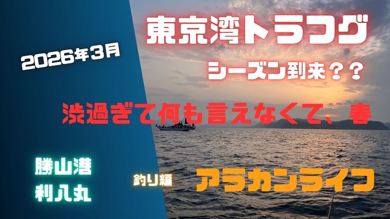 東京湾トラフグ　2026年3月30日　内房勝山港　利八丸