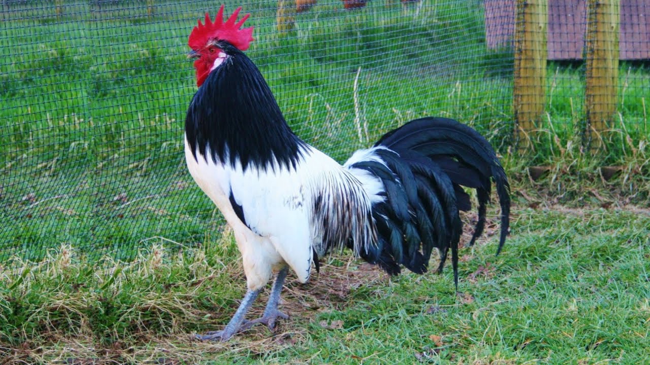 Lakenvelder Chickens | Regal Livery