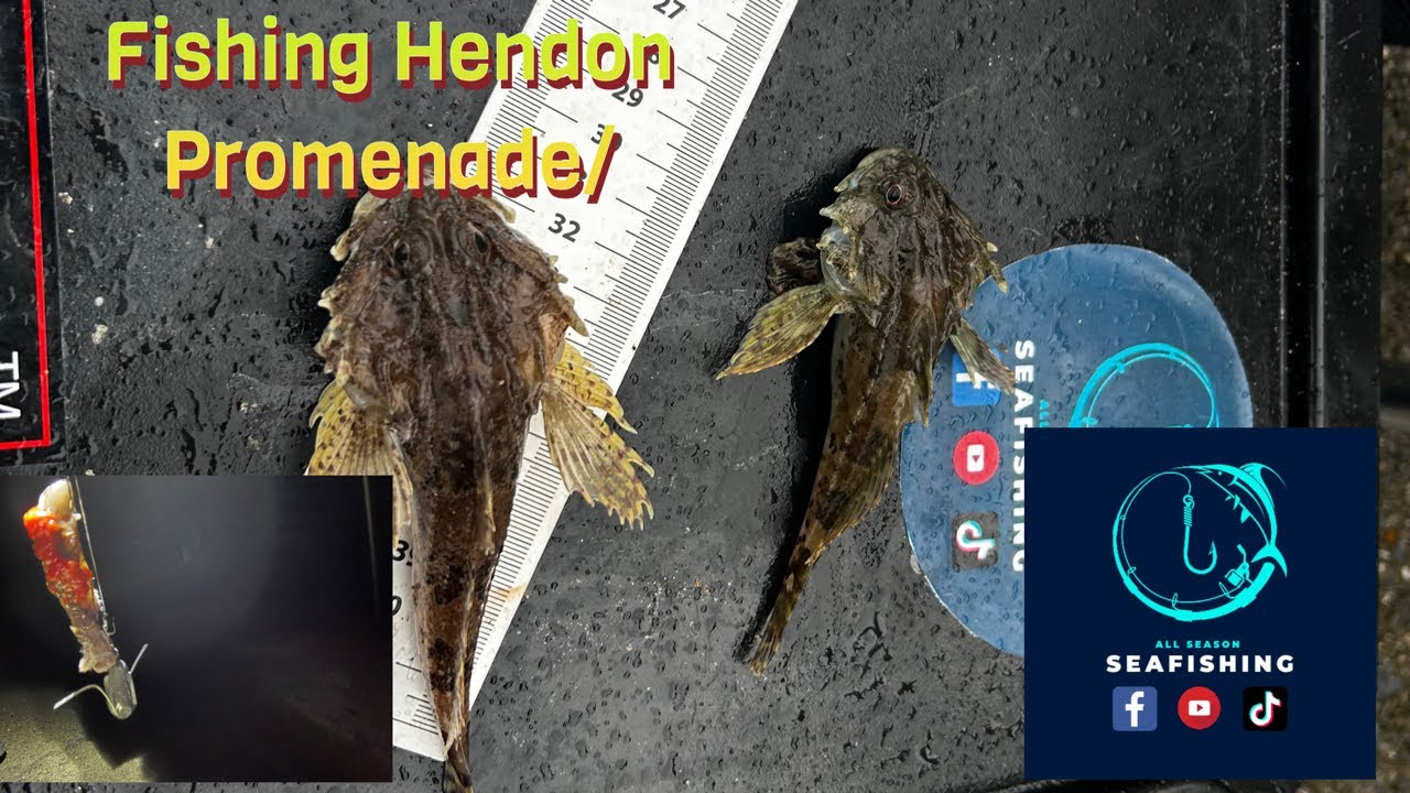 Hunting for cod at Hendon Promenade/beach
