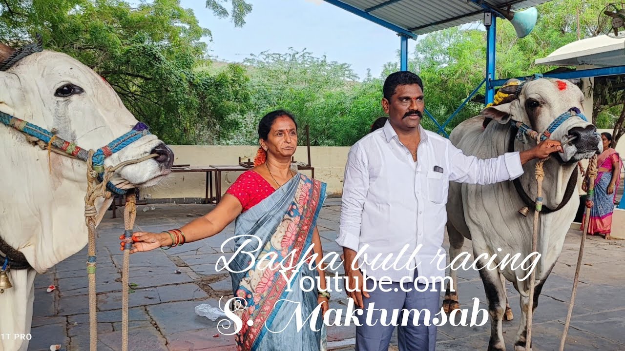 ఎమ్మిగనూరు సీనియర్స్  విభాగంలో 10వ జత  MCOR బుల్స్