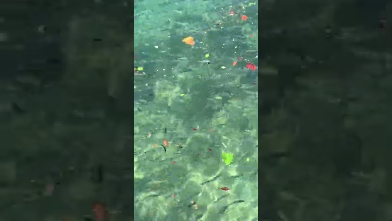 Huge Mullet Fish School