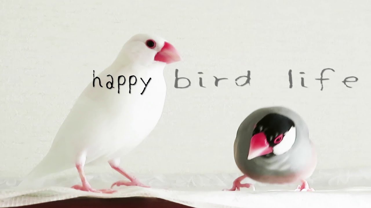 さえずり多め・陽気な文鳥さん５羽【放鳥風景】