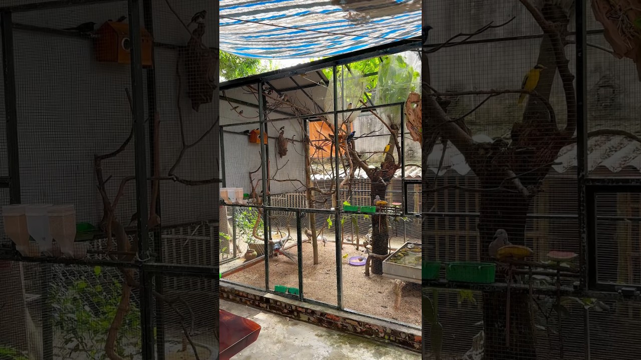 M&ocirc; H&igrave;nh Avi đơn giản v&agrave; nhiều lo&agrave;i chim M&Agrave;U SẮC 😲 #birds #đạtbirdtv #aviary #shorts