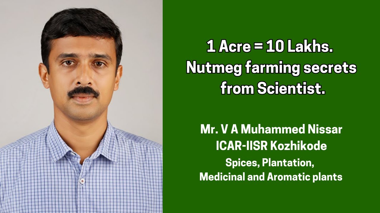 From Planting to Harvest: Nutmeg Farming Tips by Kozhikode Scientist | Profitable Nutmeg Cultivation