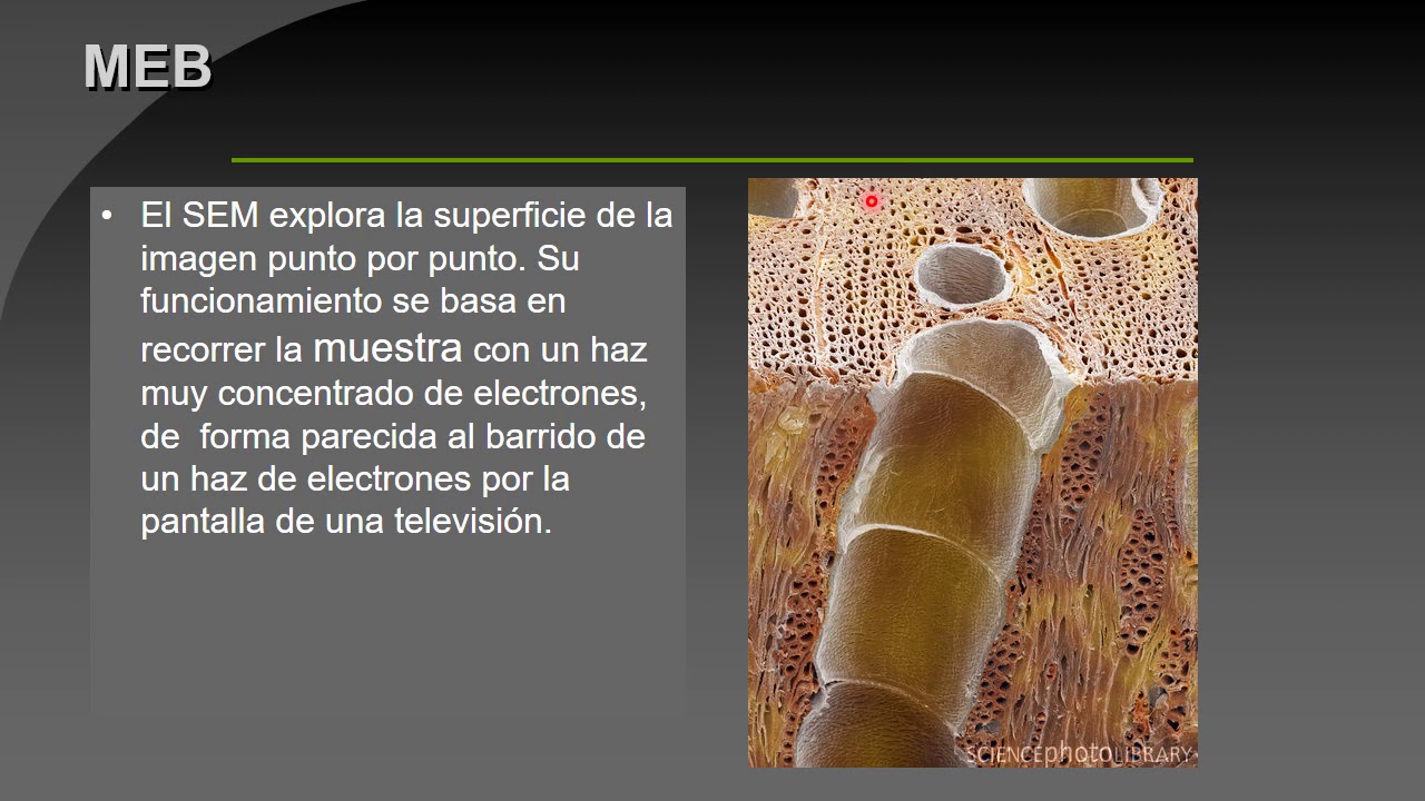 BOTÁNICA. Unidad 6: Célula vegetal. Membranas  (1° de 3 videos)