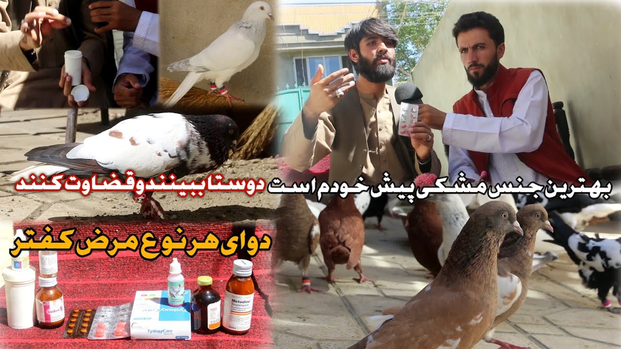 چلنج | بهترین جنس مشکی پیش خودم است، نظر شما چیست | دوا هر نوع مرض کفتر