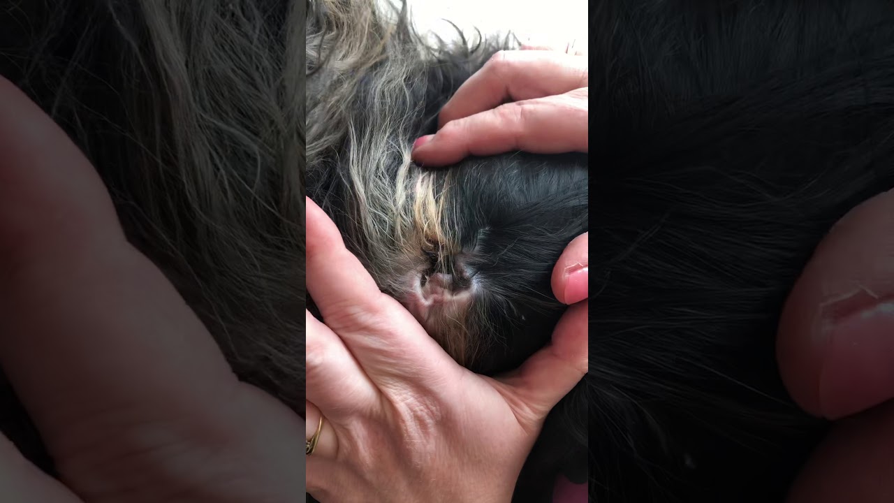 Oren plukken van een langharige Havanezer