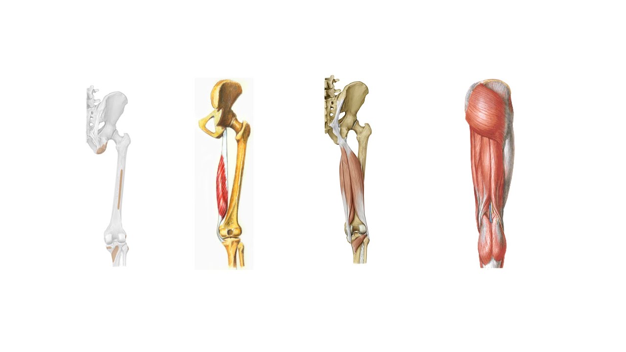 Uyluğun Arka ve Lateral Bölgeleri, Fossa Poplitea (Hızlı tekrar) [Teorik]