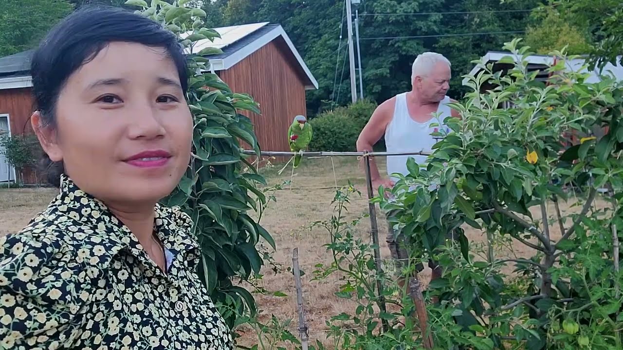 HAI VỢ CHỒNG ĂN MẬN ĐỎ,CON VẸT ĂN THÍCH ĂN MẬN ,NHỔ TỎI VƯỜN NHÀ
