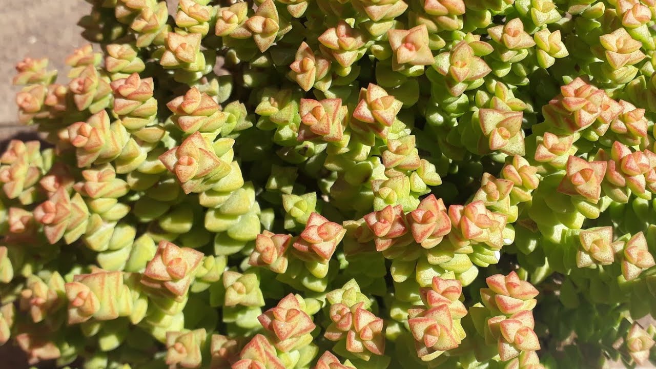 Crassula Tom Thumb / Sukulent Gençleştirme , bakım ,üretim .